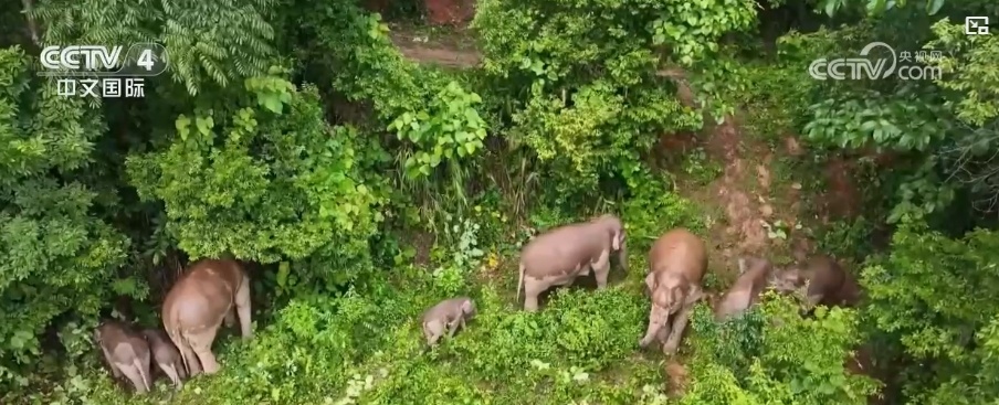 世界大象日丨我国亚洲象保护卓有成效 “智慧”监测避免人象冲突 世界大象日丨我国亚洲象保护卓有成效 “智慧”监测避免人象冲突