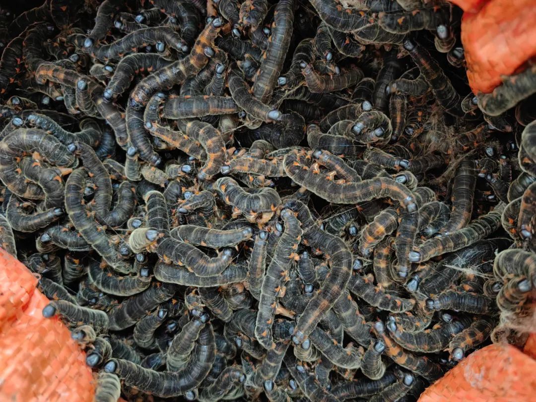 慎点!头皮发麻!旅客带12公斤重的活体幼虫入境被查 慎点!头皮发麻!旅客带12公斤重的活体幼虫入境被查