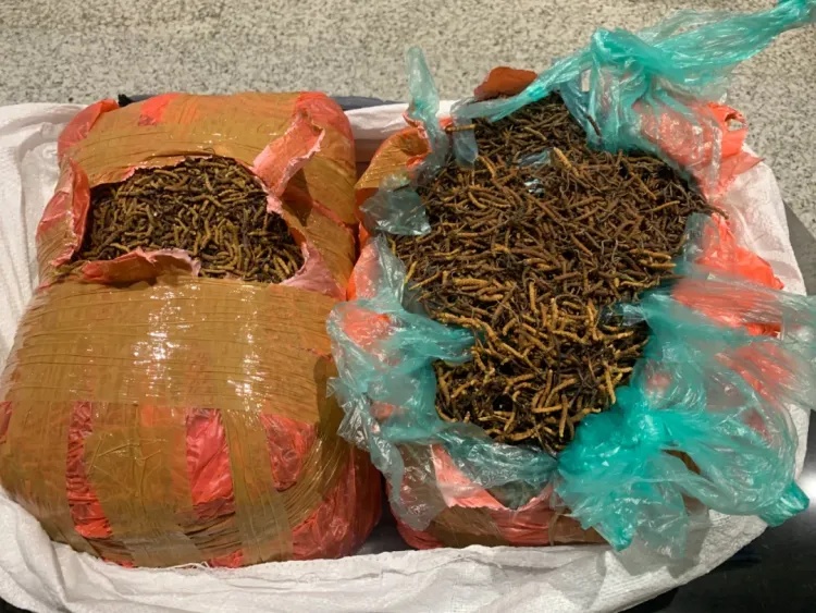 重21.55千克！广州海关查获一批冬虫夏草