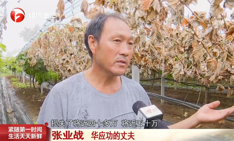 蚌埠一村民家大量葡萄树被人锯断!警方回应 蚌埠一村民家大量葡萄树被人锯断!警方回应