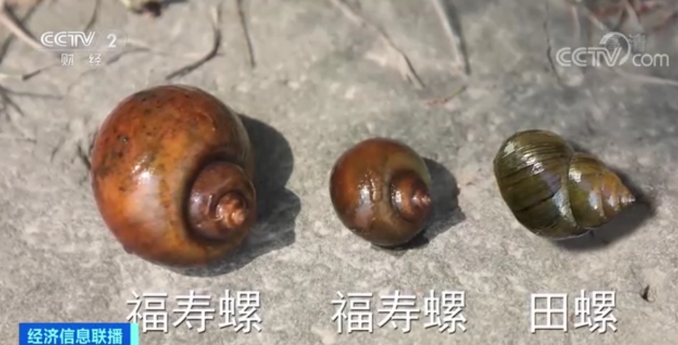 多地疾控中心紧急提醒！这个美食中的“伪装者”！一只可能含有6000条寄生虫！