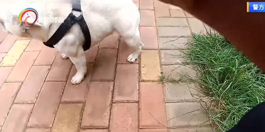 两位主人争一只宠物犬，民警灵机一动......