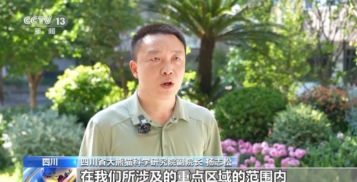 我国大熊猫种群数量稳定增加 “熊丁兴旺”的背后原因有哪些