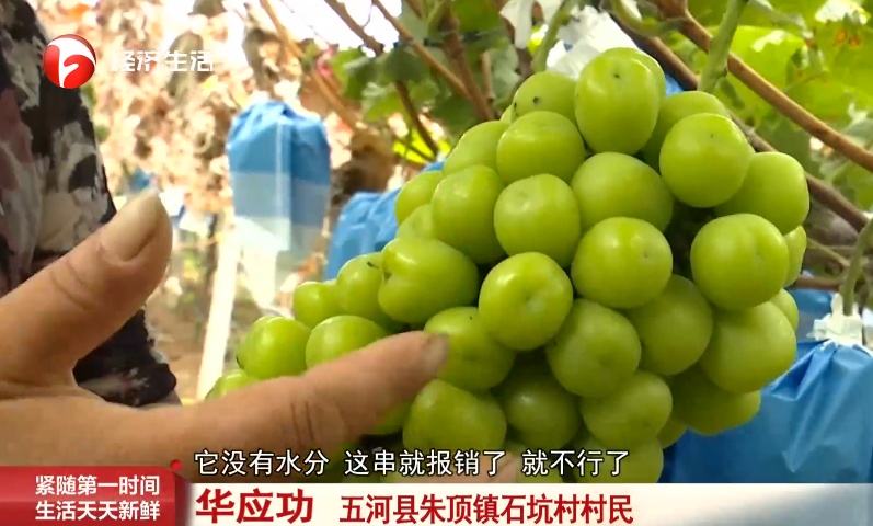 蚌埠一村民家大量葡萄树被人锯断!警方回应 蚌埠一村民家大量葡萄树被人锯断!警方回应