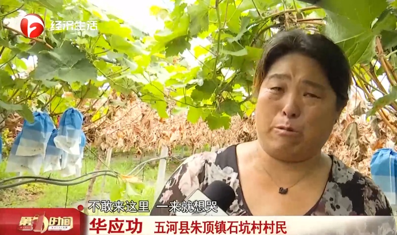 蚌埠一村民家大量葡萄树被人锯断!警方回应 蚌埠一村民家大量葡萄树被人锯断!警方回应