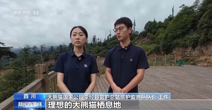 我国大熊猫种群数量稳定增加 “熊丁兴旺”的背后原因有哪些