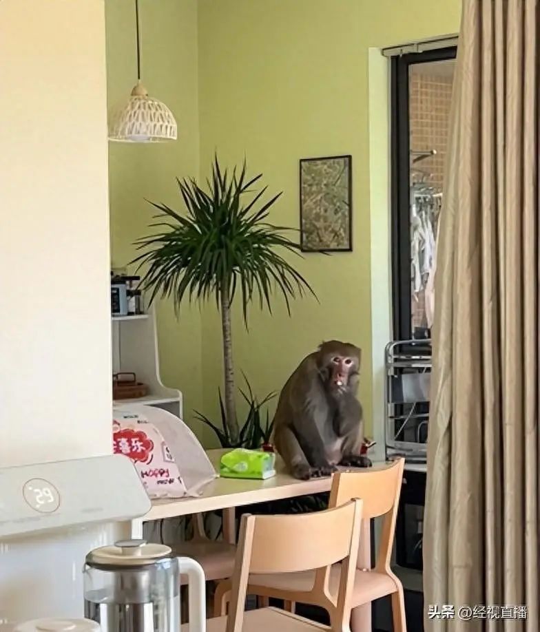 连吃带拿！一地野生猕猴多次进市民家中，当地林业局紧急提醒