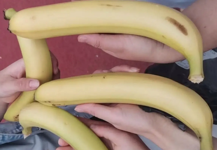 为啥香蕉成了运动员的“能量包”? 为啥香蕉成了运动员的“能量包”?