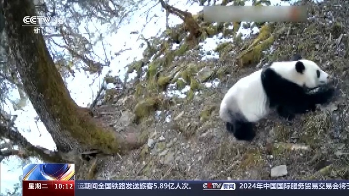 我国大熊猫种群数量稳定增加 “熊丁兴旺”的背后原因有哪些