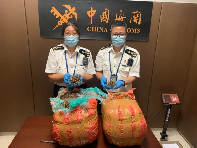 重21.55千克！广州海关查获一批冬虫夏草