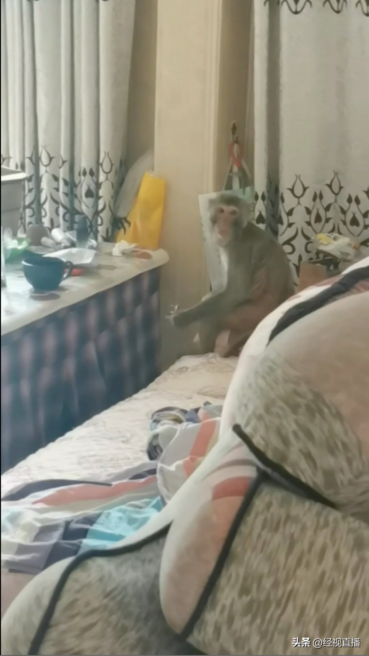 连吃带拿！一地野生猕猴多次进市民家中，当地林业局紧急提醒