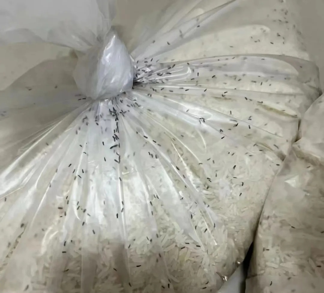 密密麻麻！最近杭州有多少人家里也出现了？