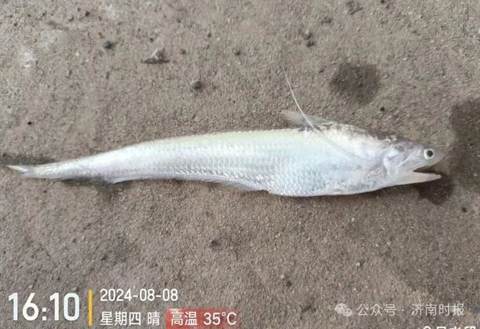 最新发现，它在济南境内现身了