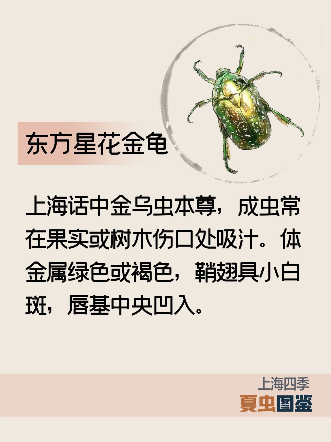 上海的夏季，谁是“虫中歌王”？