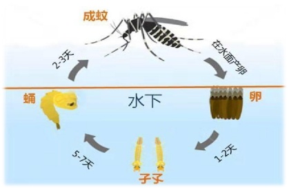 关于“花蚊子”，你了解它吗？