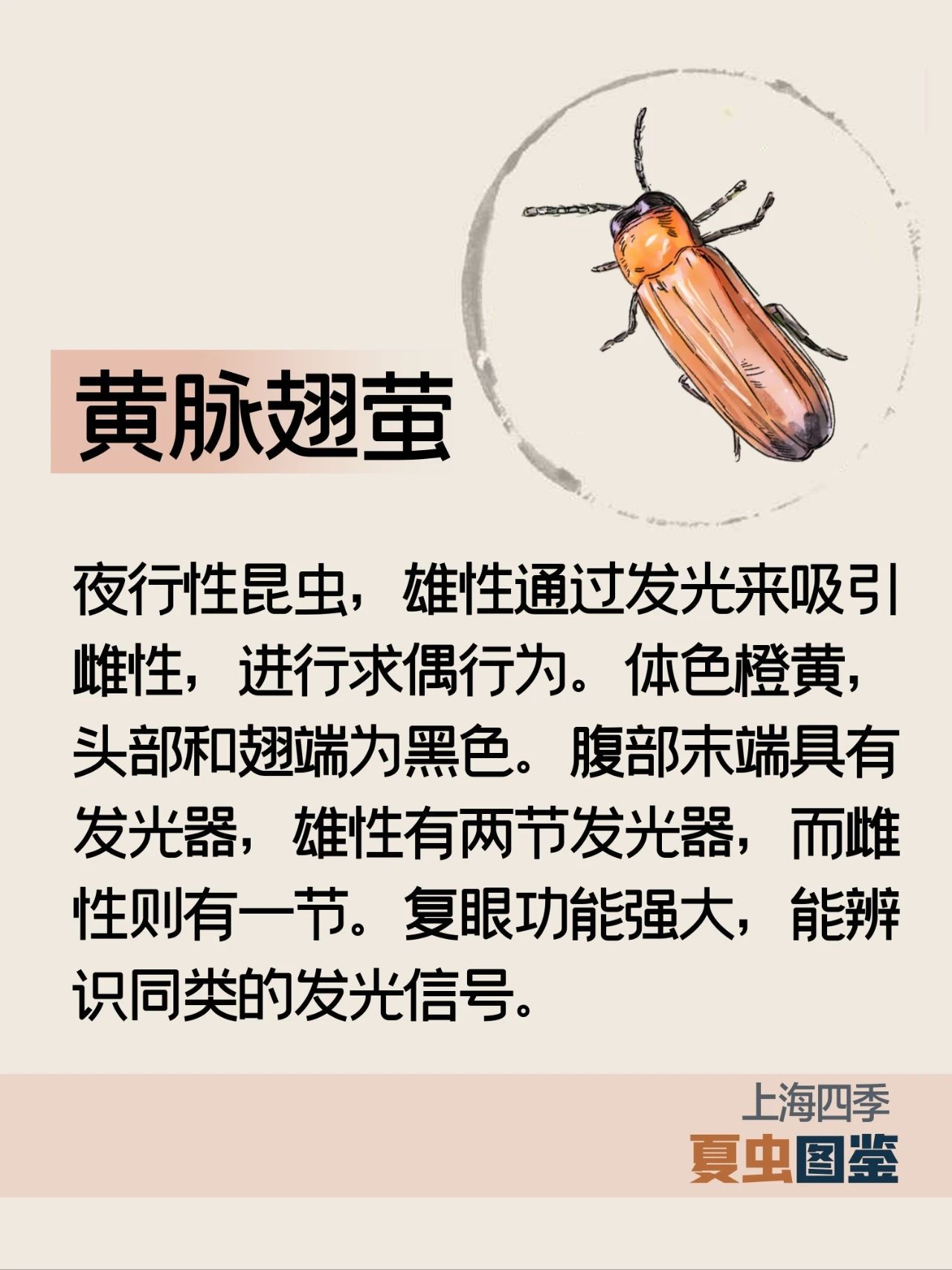 上海的夏季，谁是“虫中歌王”？