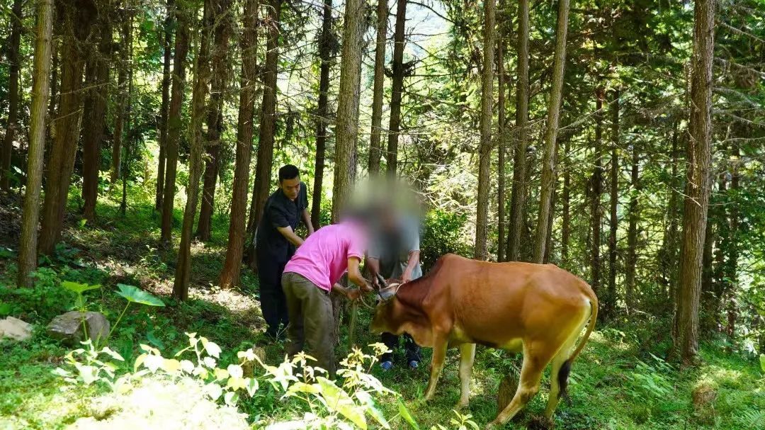 是不是听错了？给牛做亲子鉴定……