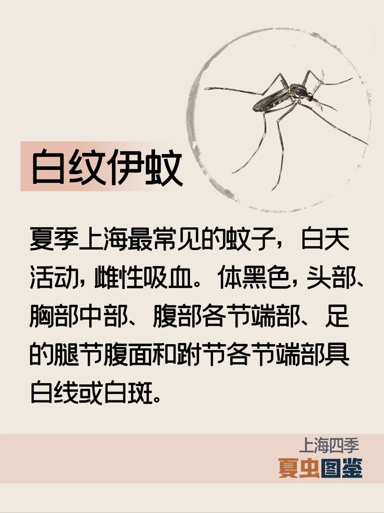 上海的夏季，谁是“虫中歌王”？