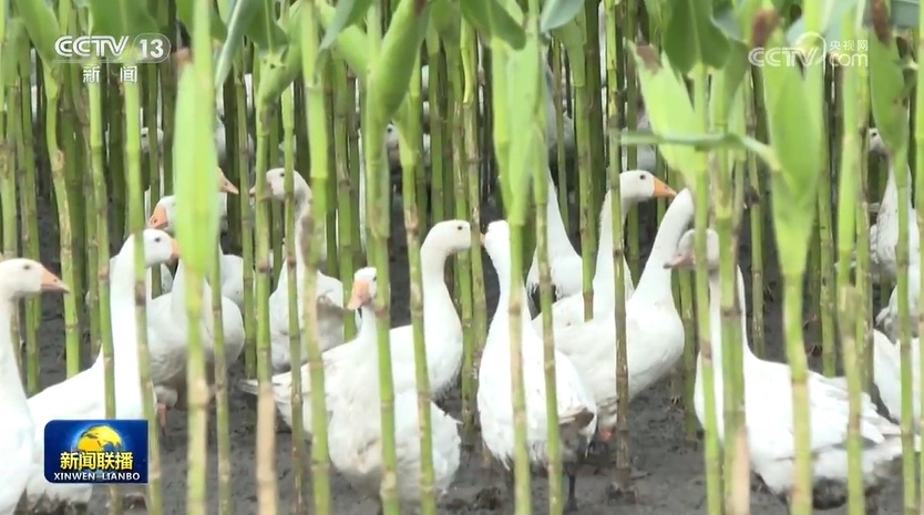 各地落实秋粮绿色田管 推动稳产增收