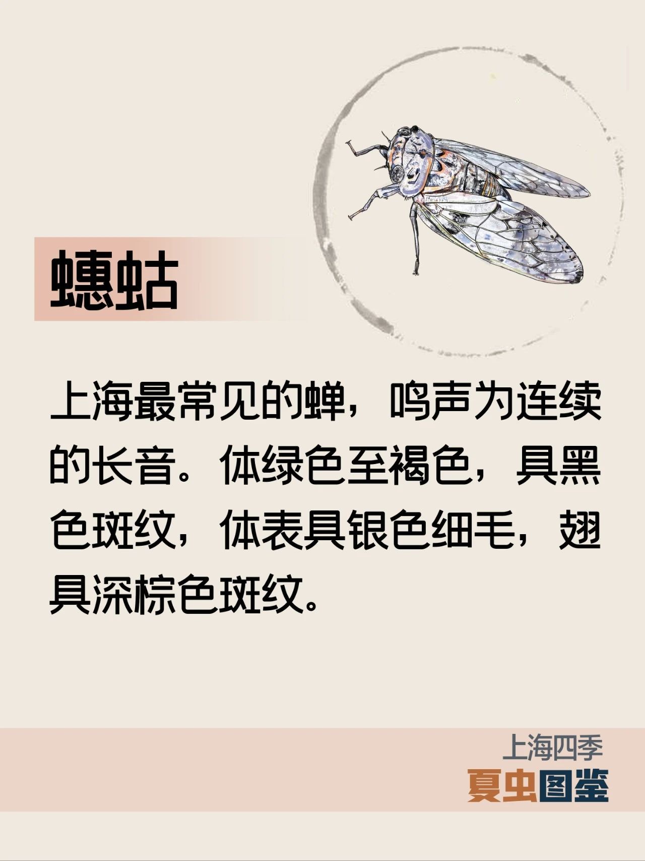 上海的夏季，谁是“虫中歌王”？