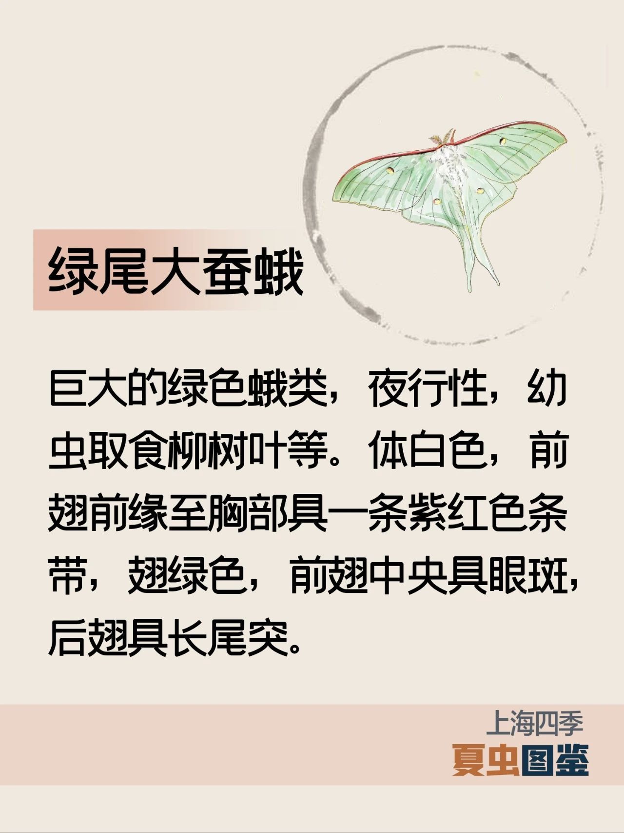 上海的夏季，谁是“虫中歌王”？