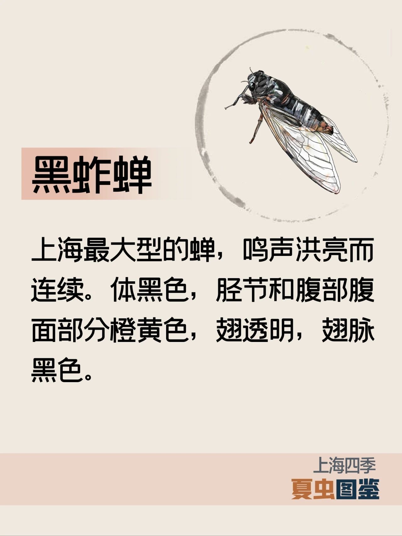 上海的夏季，谁是“虫中歌王”？