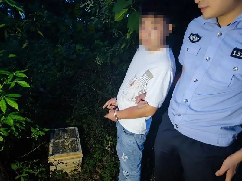 采蜜大盗“尝苦果” 惨遭蜜蜂“蛰”又被警察“拘”