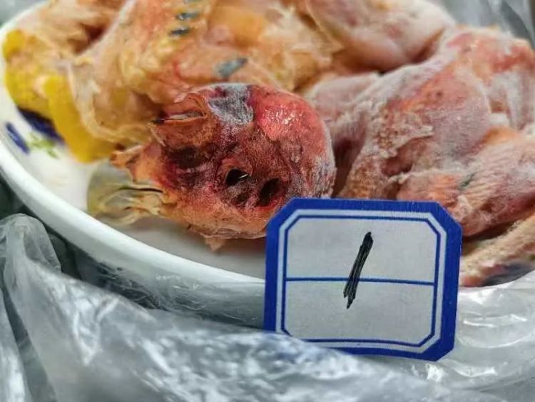 嘴馋惹祸!彭州一男子非法狩猎被抓 嘴馋惹祸!彭州一男子非法狩猎被抓