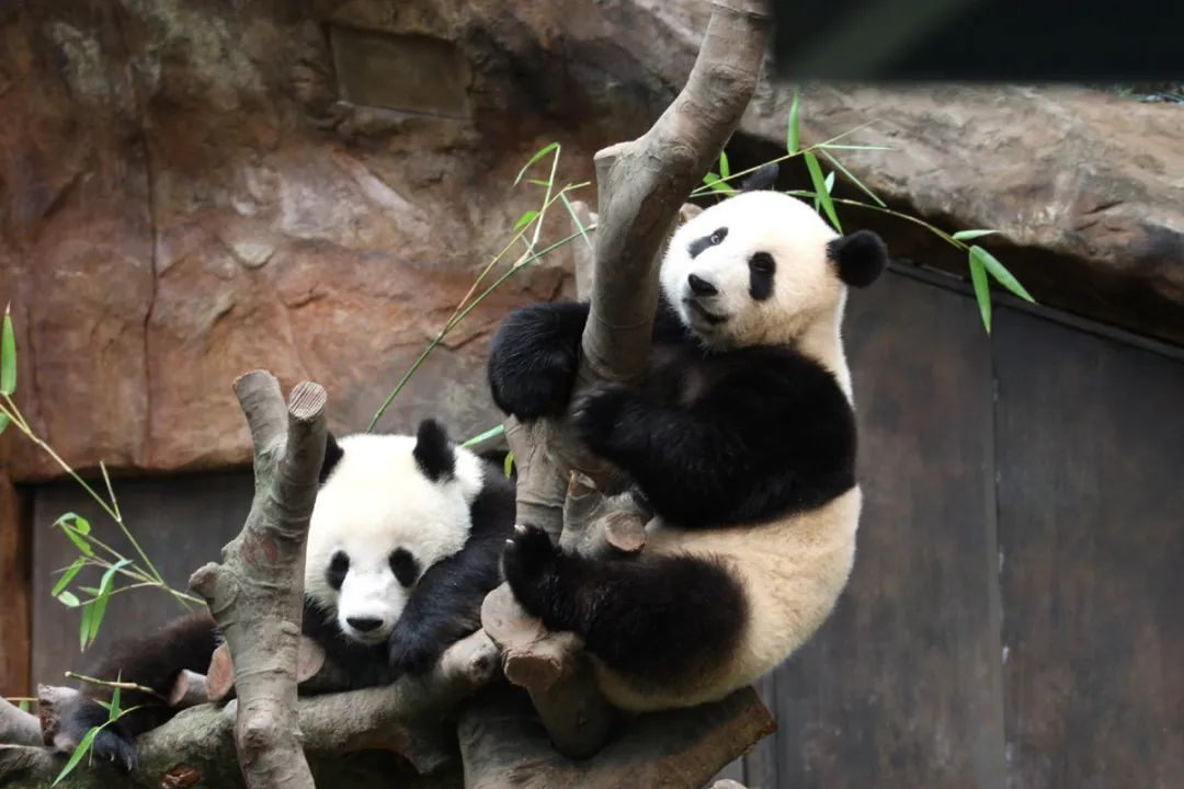 新一对赠港大熊猫的新居有消息了→