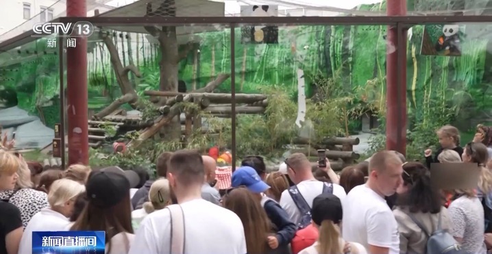 建熊猫馆、办生日会、投票征名 旅外大熊猫被“花式”宠爱