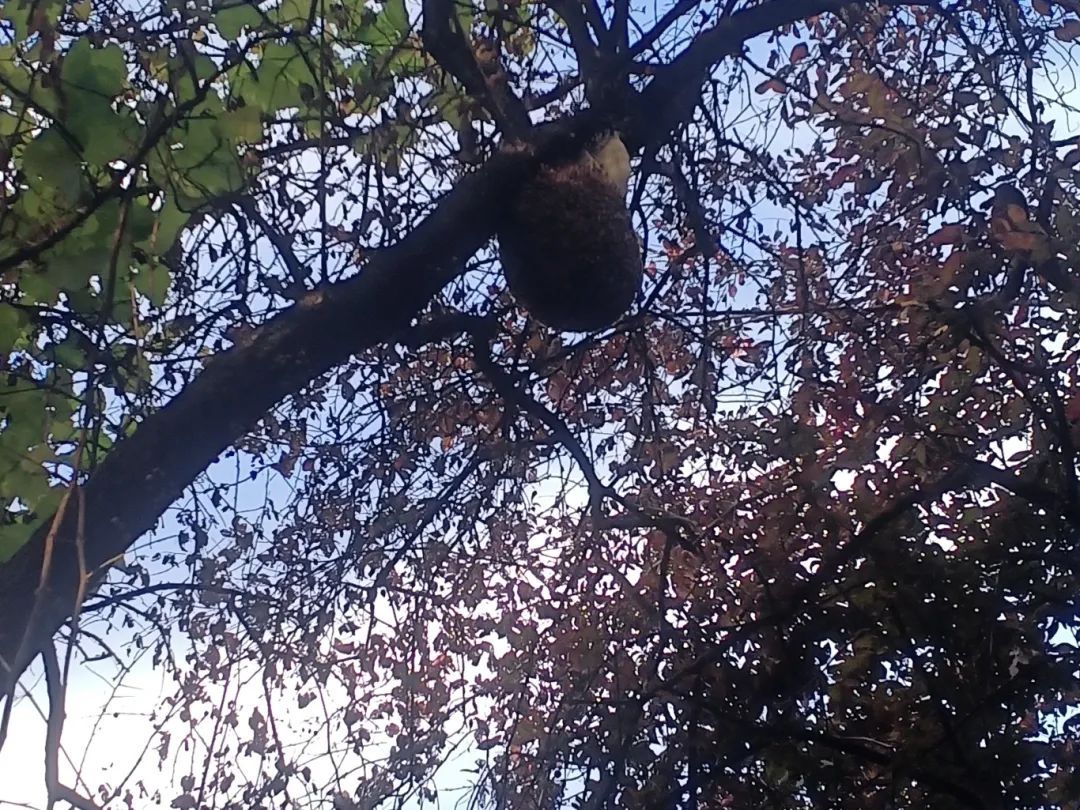 已进入活跃期,严重可致死!有派出所紧急求助119:快来… 已进入活跃期,严重可致死!有派出所紧急求助119:快来…