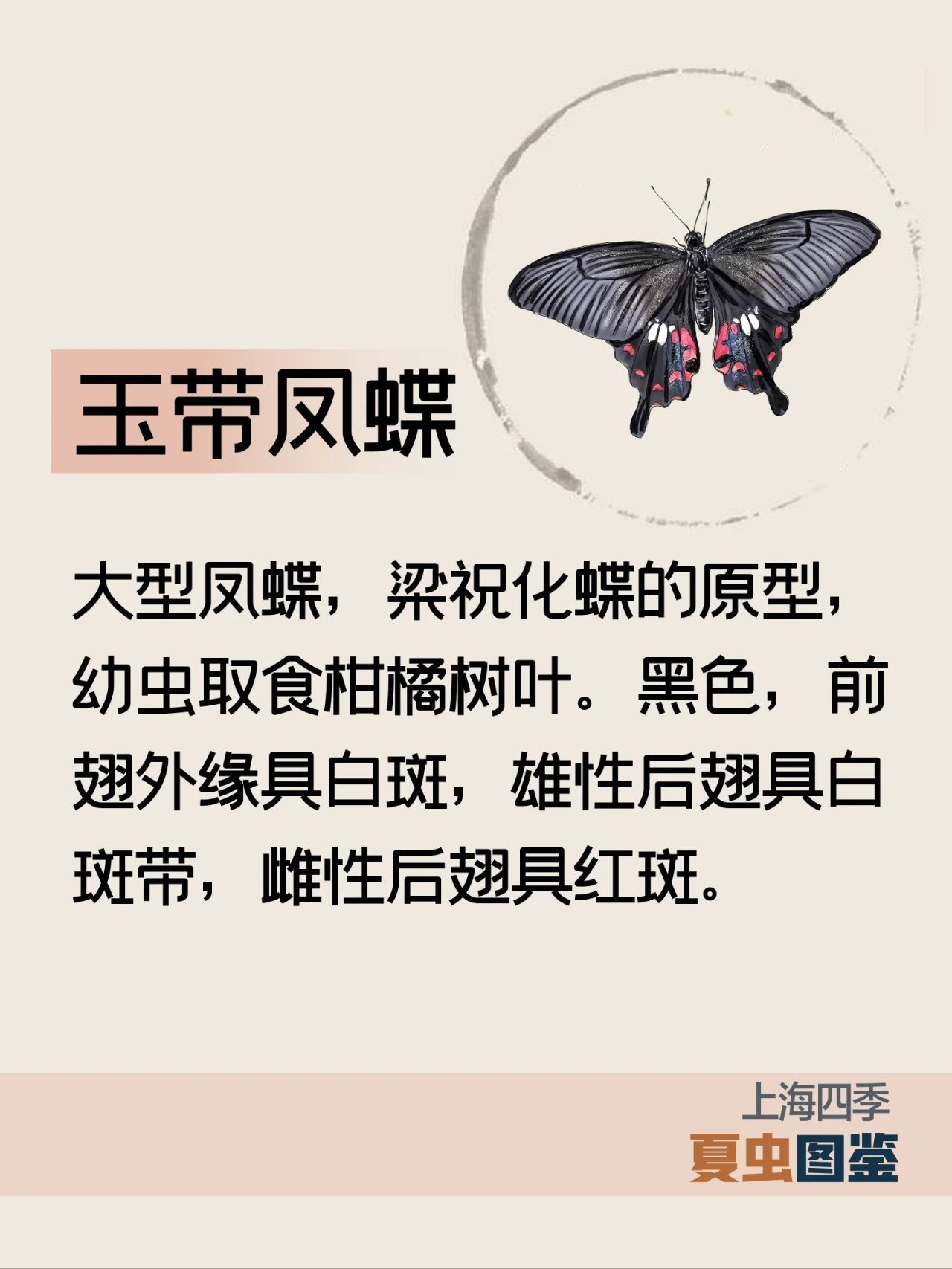 上海的夏季，谁是“虫中歌王”？