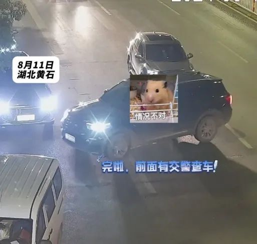 酒驾逃跑，跑进了交警怀里...交警：来！抱！