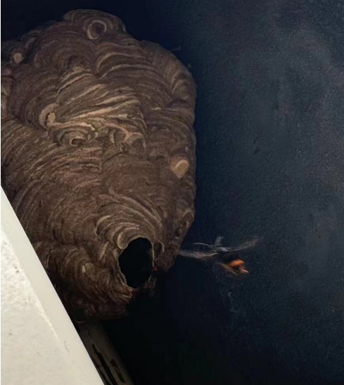 已进入活跃期,严重可致死!有派出所紧急求助119:快来… 已进入活跃期,严重可致死!有派出所紧急求助119:快来…