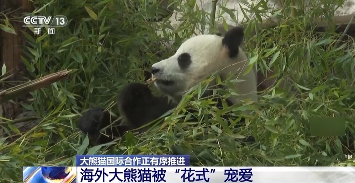 建熊猫馆、办生日会、投票征名 旅外大熊猫被“花式”宠爱