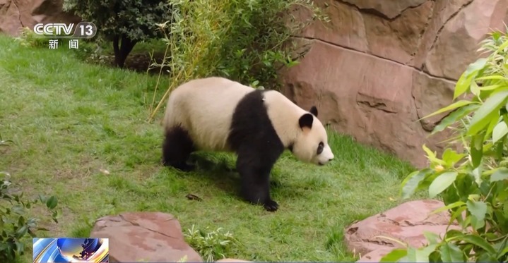 建熊猫馆、办生日会、投票征名 旅外大熊猫被“花式”宠爱