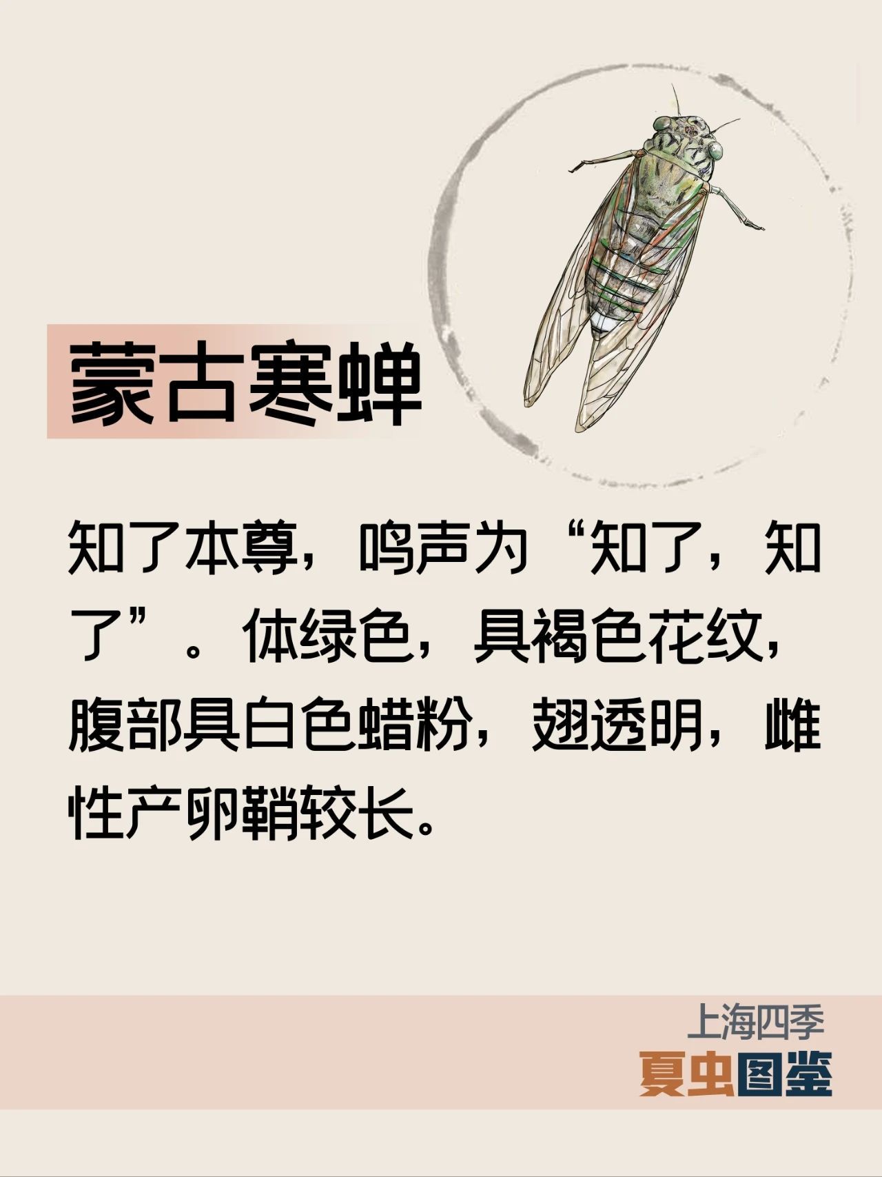 上海的夏季，谁是“虫中歌王”？