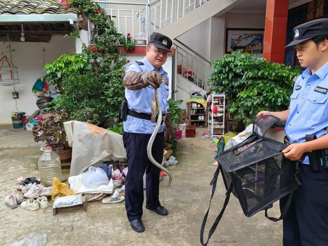 嘶嘶嘶~“蛇出没”！民警上演“连环捕蛇记”