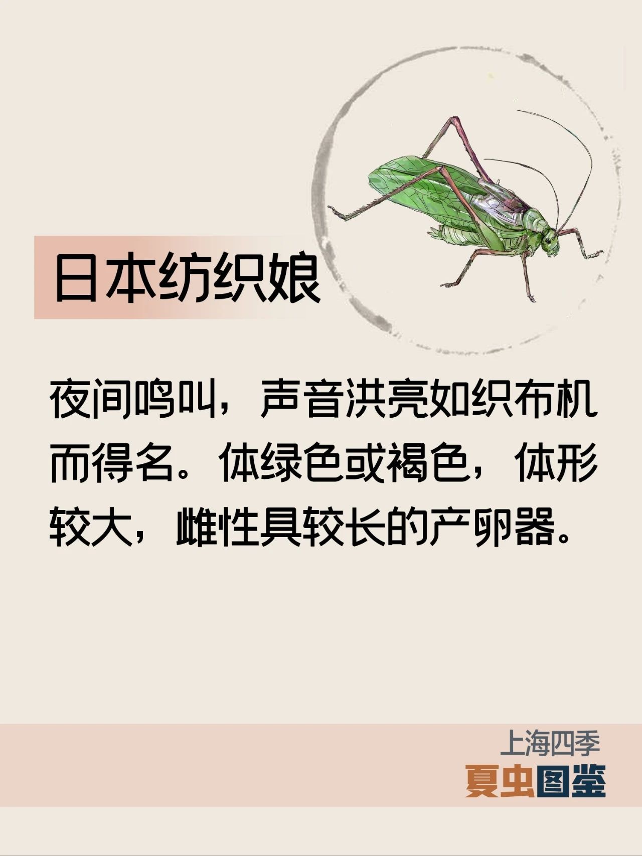 上海的夏季，谁是“虫中歌王”？