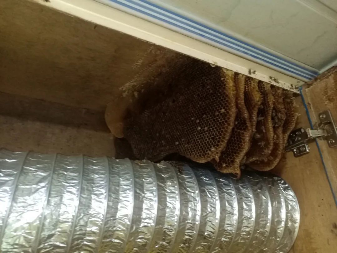 已进入活跃期,严重可致死!有派出所紧急求助119:快来… 已进入活跃期,严重可致死!有派出所紧急求助119:快来…