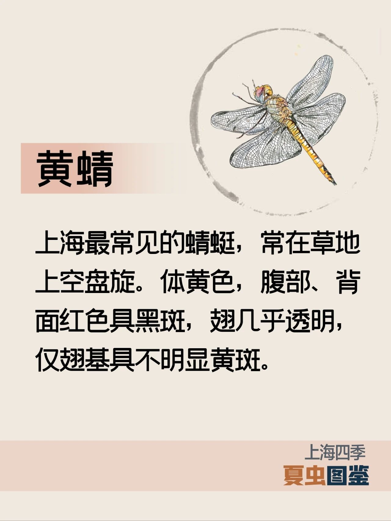 上海的夏季，谁是“虫中歌王”？
