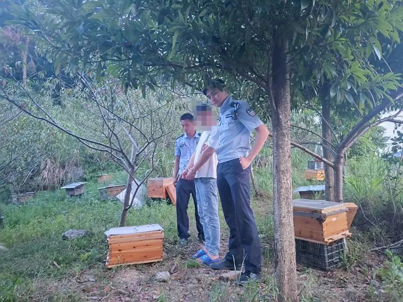采蜜大盗“尝苦果” 惨遭蜜蜂“蛰”又被警察“拘”