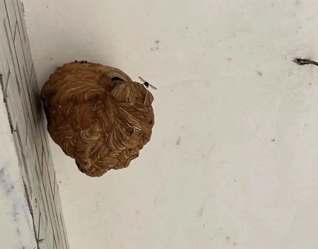 已进入活跃期,严重可致死!有派出所紧急求助119:快来… 已进入活跃期,严重可致死!有派出所紧急求助119:快来…