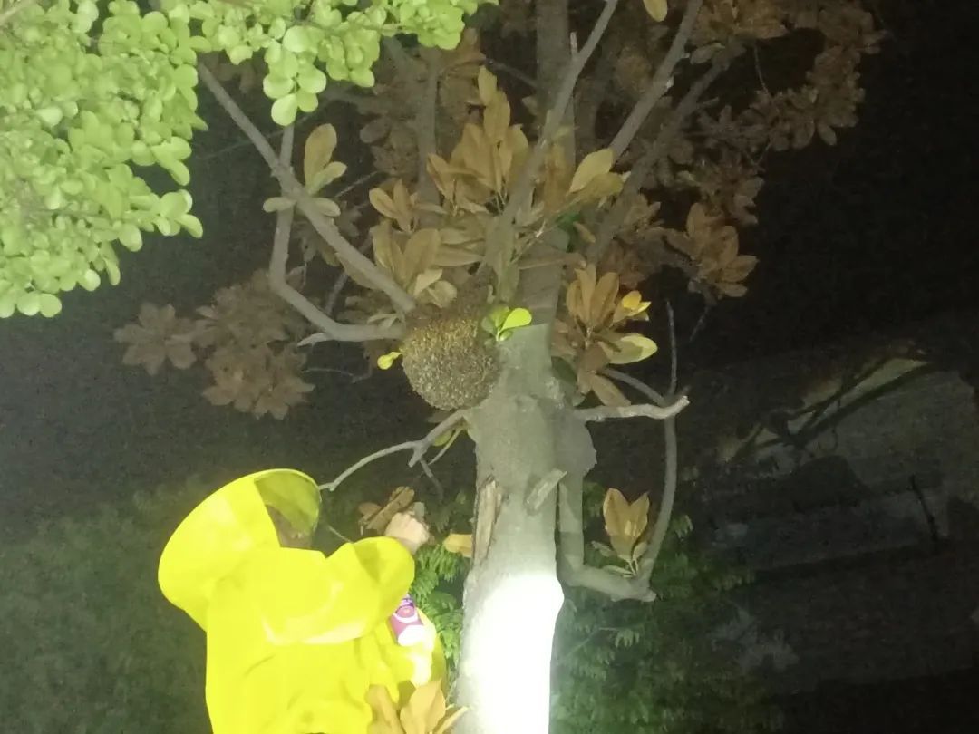 已进入活跃期,严重可致死!有派出所紧急求助119:快来… 已进入活跃期,严重可致死!有派出所紧急求助119:快来…