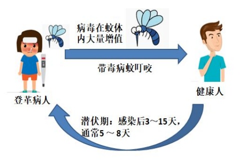 关于“花蚊子”，你了解它吗？
