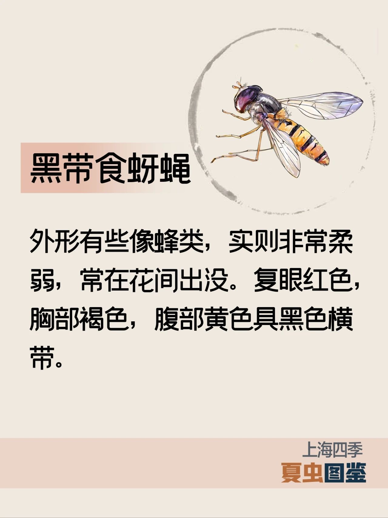 上海的夏季，谁是“虫中歌王”？