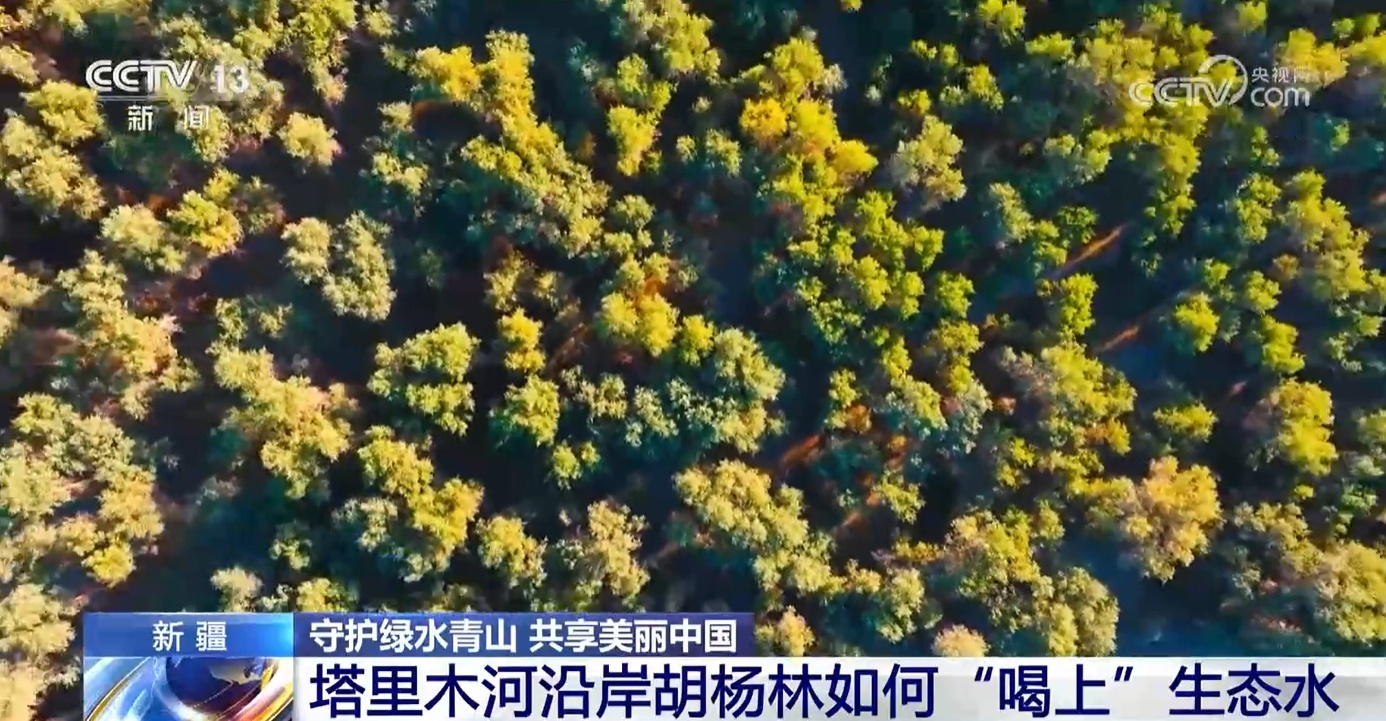 运用科学理念守护绿水青山 看塔里木河洪水如何为胡杨林“解渴”