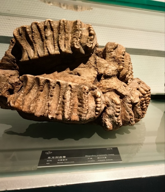 爱吃水果爱唱歌,它是冰川时代的昔日遗民,如今却只剩下几十只.... 爱吃水果爱唱歌,它是冰川时代的昔日遗民,如今却只剩下几十只....