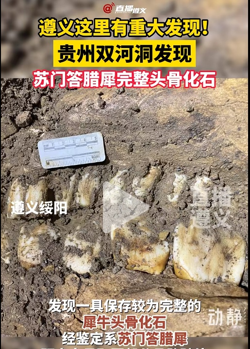 爱吃水果爱唱歌,它是冰川时代的昔日遗民,如今却只剩下几十只.... 爱吃水果爱唱歌,它是冰川时代的昔日遗民,如今却只剩下几十只....