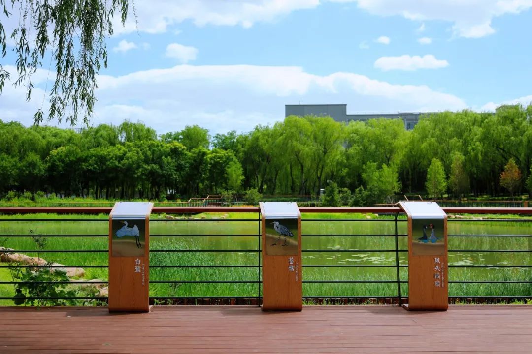 京城森林公园焕新颜：650亩绿隔乐园，自然教育新地标